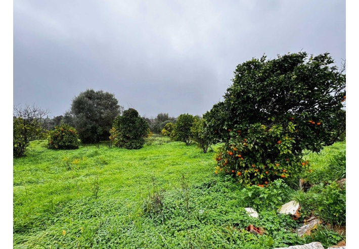 Quinta p/Restauro com 2 Hectares em Moncarapacho