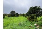 Quinta p/Restauro com 2 Hectares em Moncarapacho