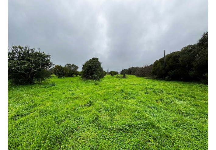 Quinta p/Restauro com 2 Hectares em Moncarapacho