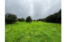 Quinta p/Restauro com 2 Hectares em Moncarapacho