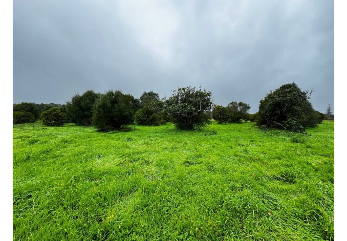 Quinta p/Restauro com 2 Hectares em Moncarapacho
