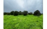 Quinta p/Restauro com 2 Hectares em Moncarapacho