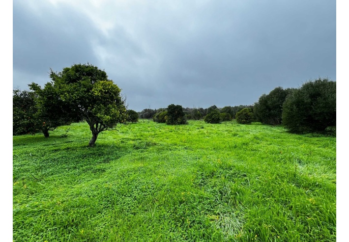 Quinta p/Restauro com 2 Hectares em Moncarapacho