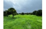 Quinta p/Restauro com 2 Hectares em Moncarapacho