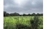 Quinta p/Restauro com 2 Hectares em Moncarapacho
