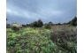 Quinta p/Restauro com 2 Hectares em Moncarapacho