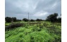 Quinta p/Restauro com 2 Hectares em Moncarapacho