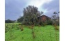 Quinta p/Restauro com 2 Hectares em Moncarapacho