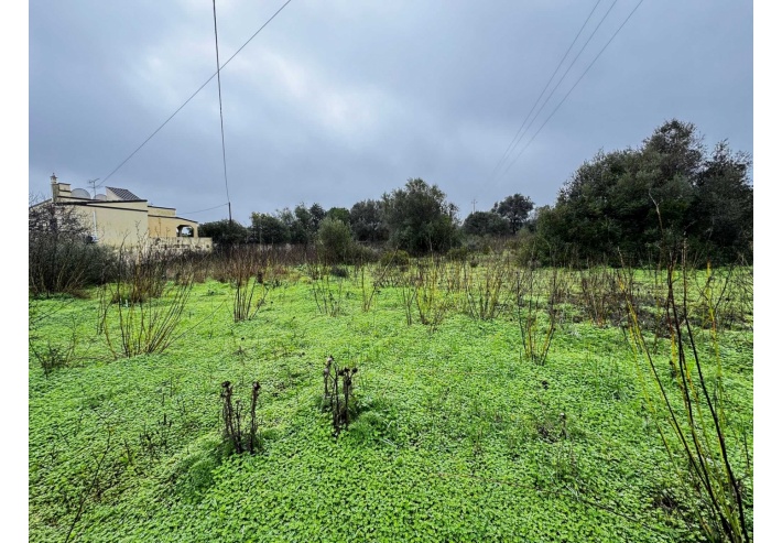 Quinta p/Restauro com 2 Hectares em Moncarapacho
