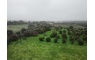Quinta p/Restauro com 2 Hectares em Moncarapacho