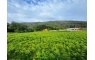 Terreno com 6270m2 para construção industrial em Carreço